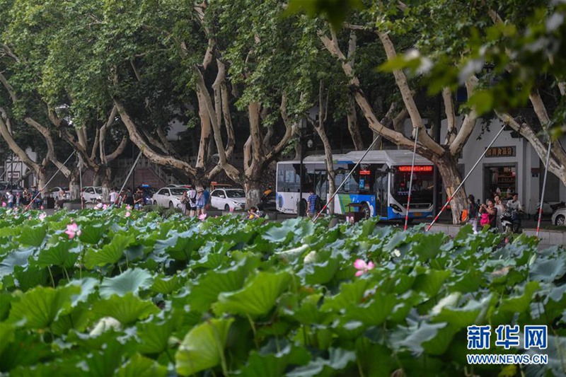 2000 Elektro-Busse nehmen Betrieb in Hangzhou auf
