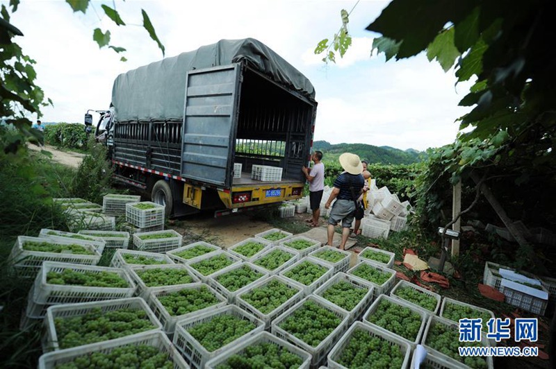 Traubenernte in der Provinz Guizhou