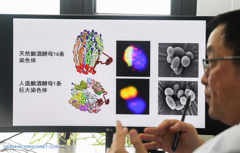 China Focus: Chinesische Wissenschaftler führen eine genetische Operation durch, um die erste Einzel-Chromosom-Hefe zu erzeugen