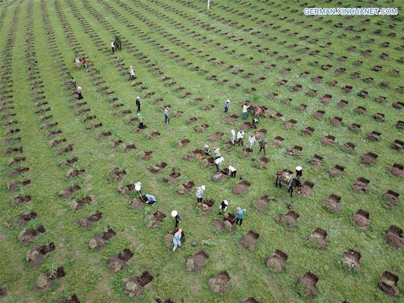 Arbeiter fördern den ökologischen Schutz durch Aufforstung in Hebei