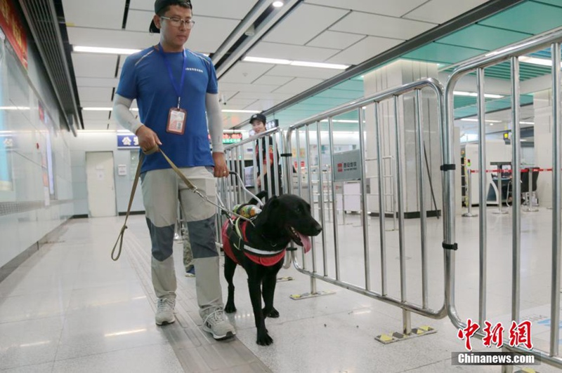 Blindenführhund hilft an der U-Bahn-Station