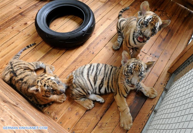 Südchinesische Tigerjungen in Zuchtbasis in Suzhou