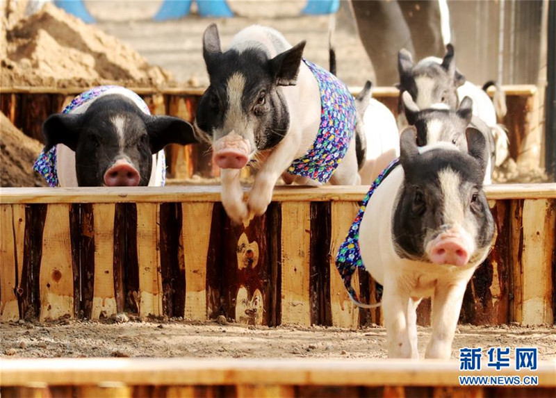 Lustiges Sportfest für Schweine in Hebei