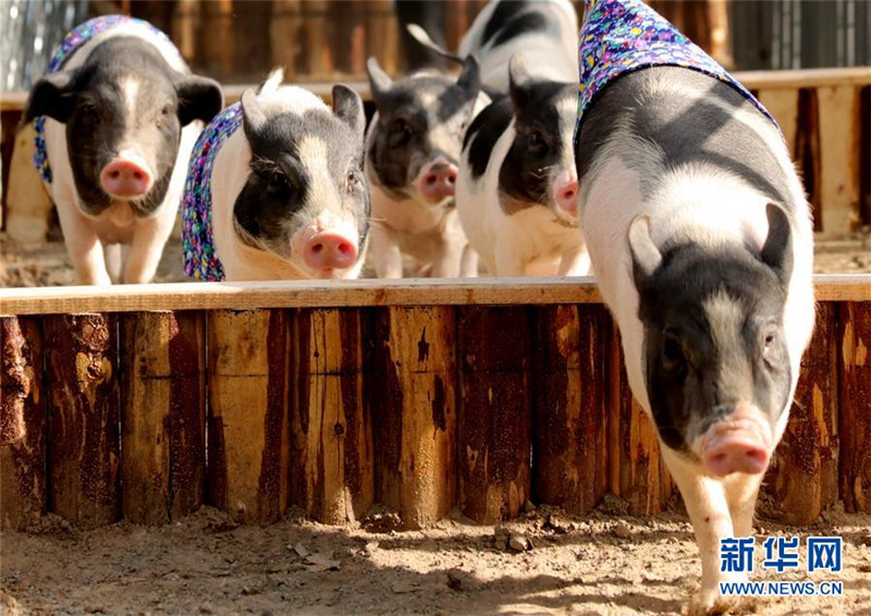 Lustiges Sportfest für Schweine in Hebei
