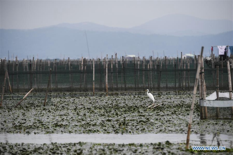 Taihu-See: Fischer in der Erntezeit für Krabben