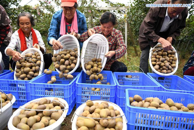 Bauern ernten Kiwifrucht in Anhui