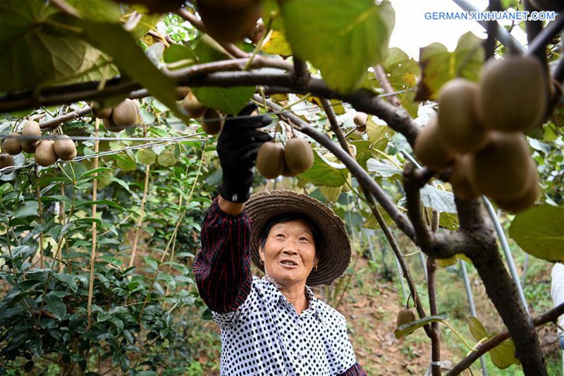 Bauern ernten Kiwifrucht in Anhui