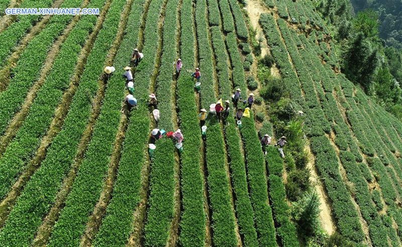 Tieguanyin-Herbsttee tritt in Erntezeit in Chinas Fujian ein