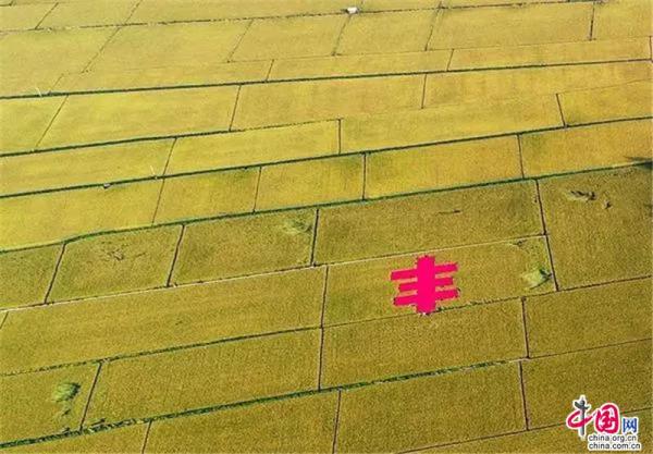 Reisfeldkunst in Shenyang erschafft ein Märchenland