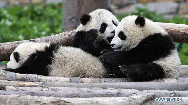 Weltweite Anzahl von Pandas in Gefangenschaft steigt auf 548 