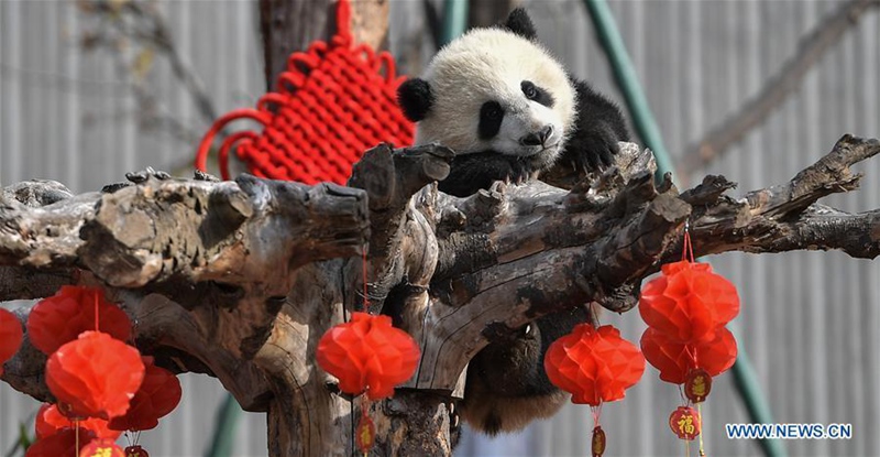 Weltweite Anzahl von Pandas in Gefangenschaft steigt auf 548 