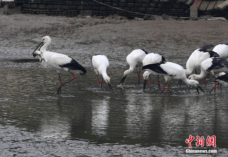 Über 100 Orientalische Weißstörche überwintern in Anhui
