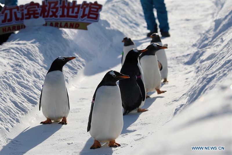 Pinguine spielen in Harbin