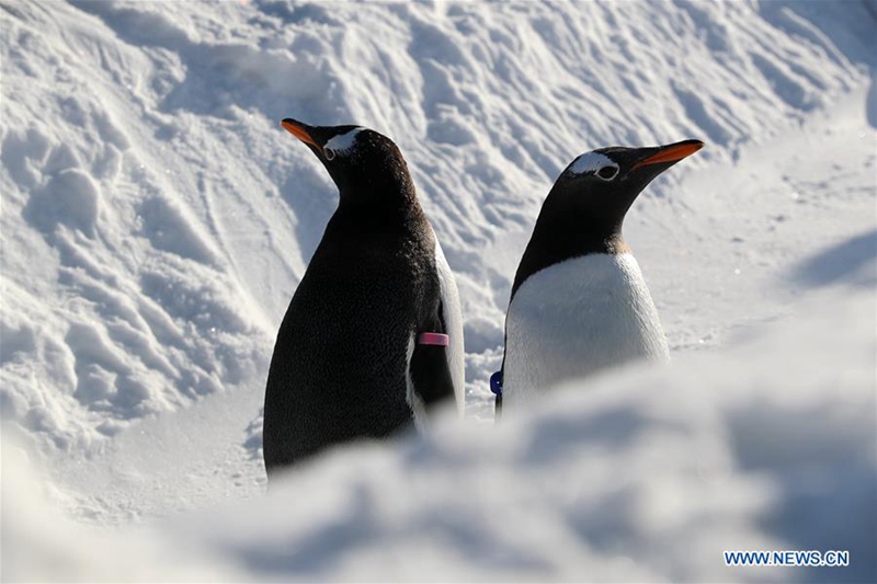 Pinguine spielen in Harbin