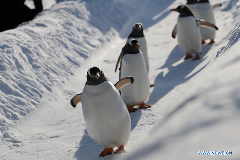 Pinguine spielen in Harbin