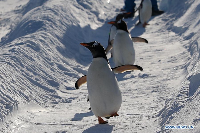 Pinguine spielen in Harbin