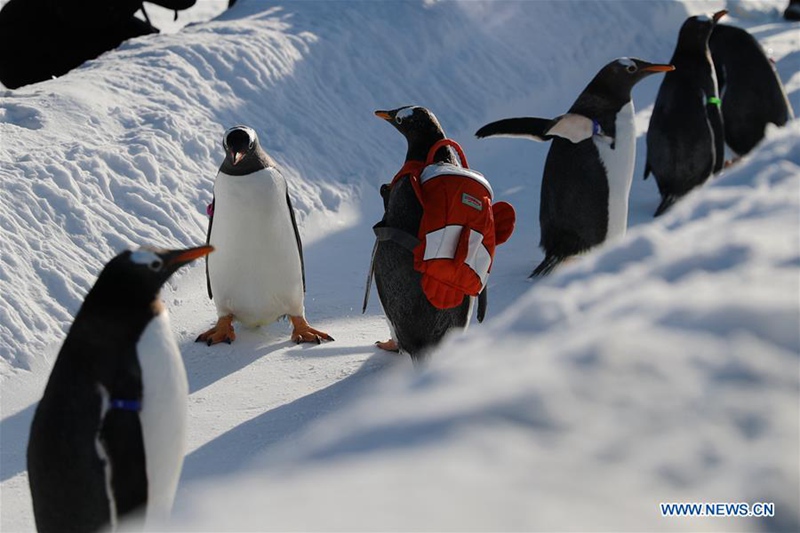 Pinguine spielen in Harbin