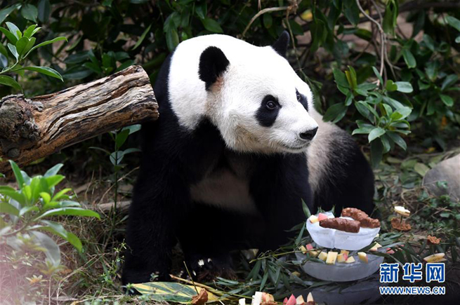 Panda-Fans feiern Ming Bangs Geburtstag