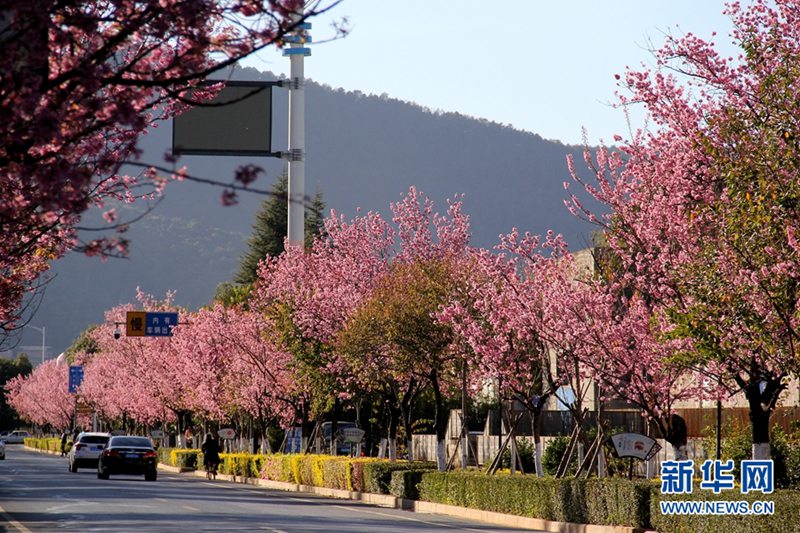 Kunming: Romantische Kirschblüten im Winter