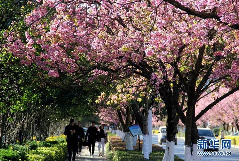 Kunming: Romantische Kirschblüten im Winter