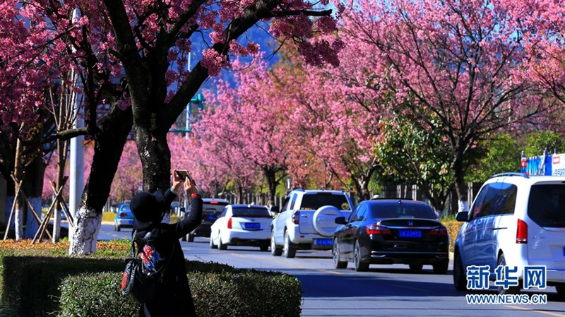 Kunming: Romantische Kirschblüten im Winter