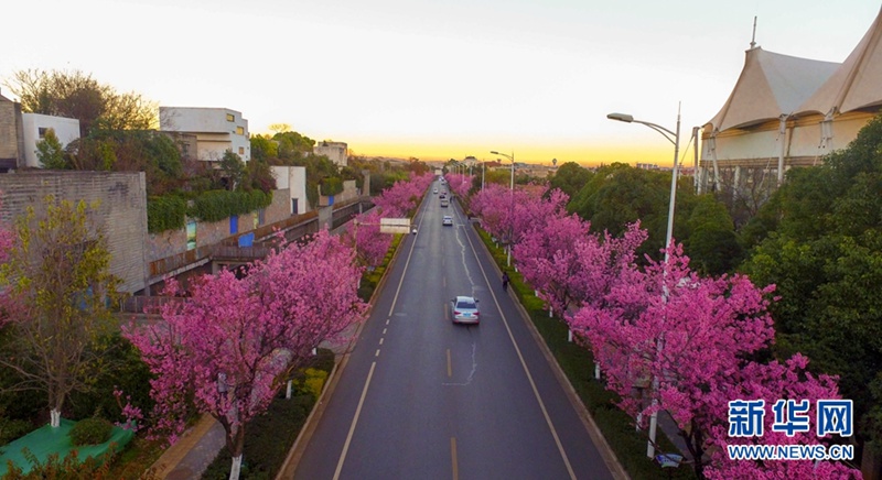 Kunming: Romantische Kirschblüten im Winter