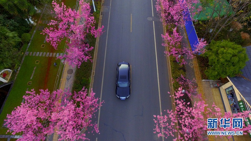 Kunming: Romantische Kirschblüten im Winter