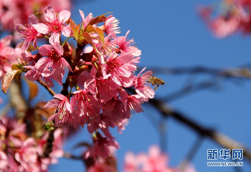 Kunming: Romantische Kirschblüten im Winter