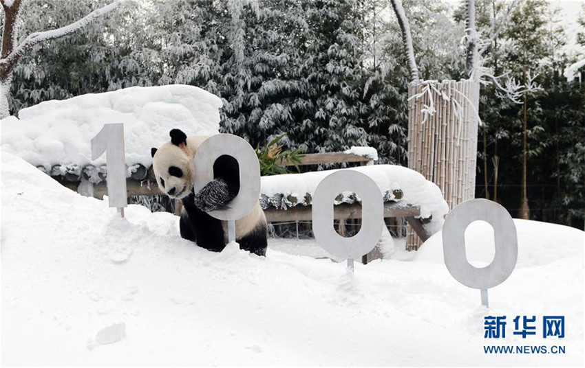 Wenn Pandas Schnee sehen