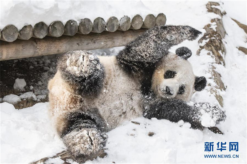 Wenn Pandas Schnee sehen
