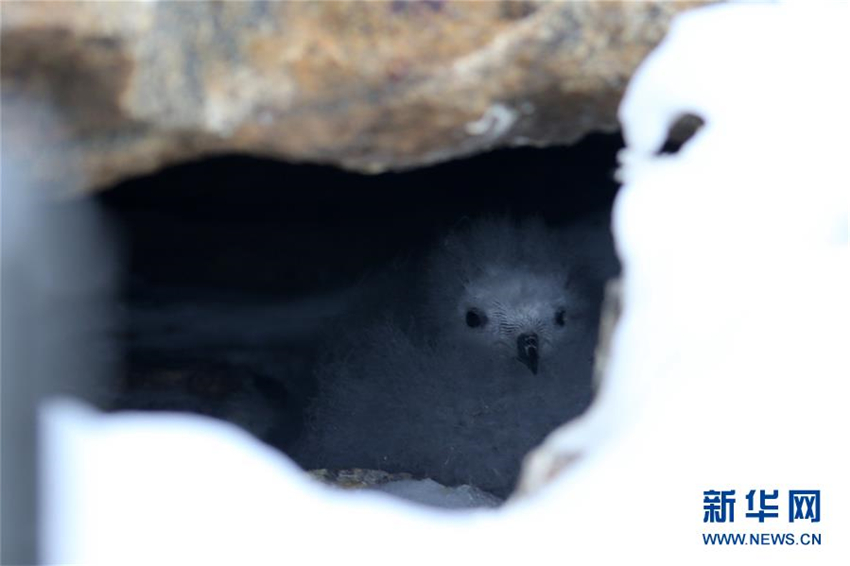 Chinas Antarktis-Expeditionsteam überwacht Schneesturmvögel erstmals mit Infrarotkameras