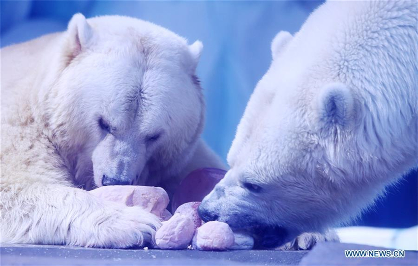 Eisbären feiern Laternenfest mit exklusivem „Tangyuan“