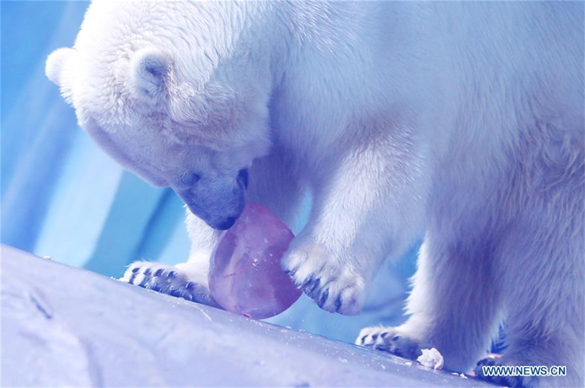 Eisbären feiern Laternenfest mit exklusivem „Tangyuan“