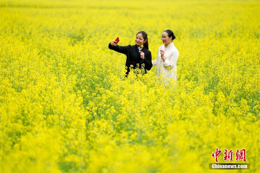 Rapsblüte in Guizhou zieht Touristen an
