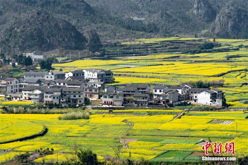 Rapsblüte in Guizhou zieht Touristen an