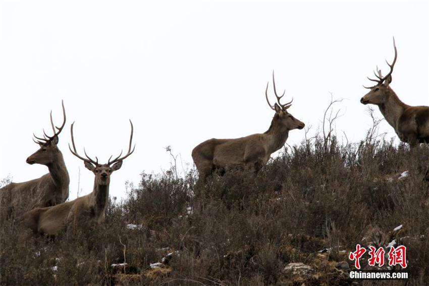 Gefährdete Hirsche in der Provinz Qinghai entdeckt