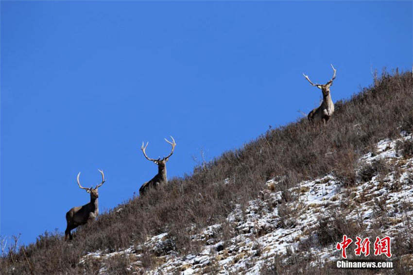 Gefährdete Hirsche in der Provinz Qinghai entdeckt