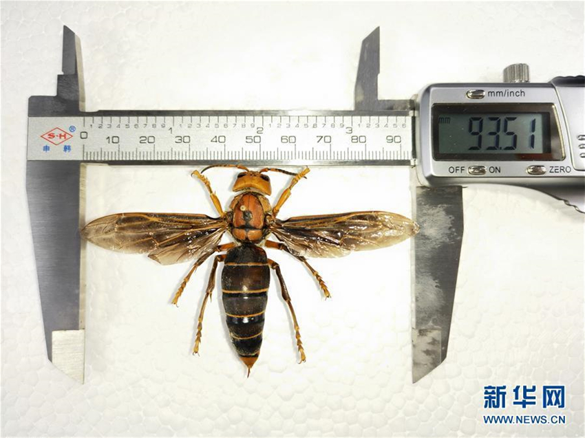 Weltweit größte Wespe in Yunnan entdeckt