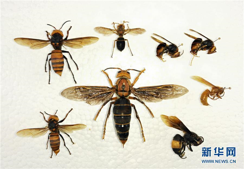 Weltweit größte Wespe in Yunnan entdeckt