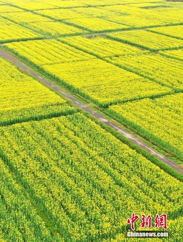 Goldene Rapsblumenfelder in Jiangxi