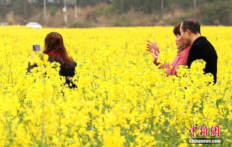 Goldene Rapsblumenfelder in Jiangxi