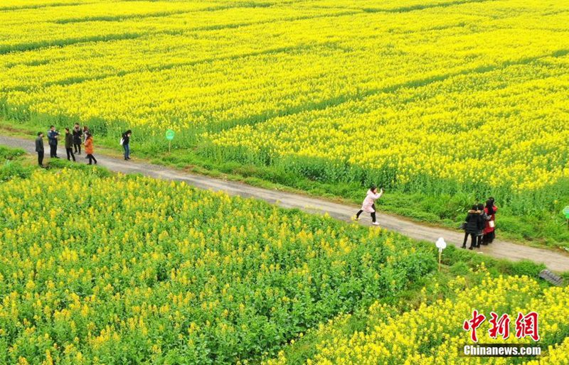 Goldene Rapsblumenfelder in Jiangxi