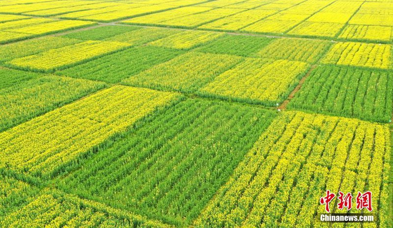 Goldene Rapsblumenfelder in Jiangxi