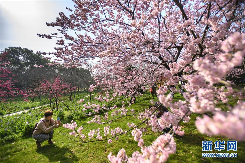 Kirschblüten-Festival in Wuhan