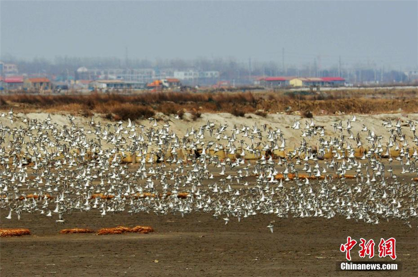 Spektakuläre Zugvögel über Jiaozhou-Bucht