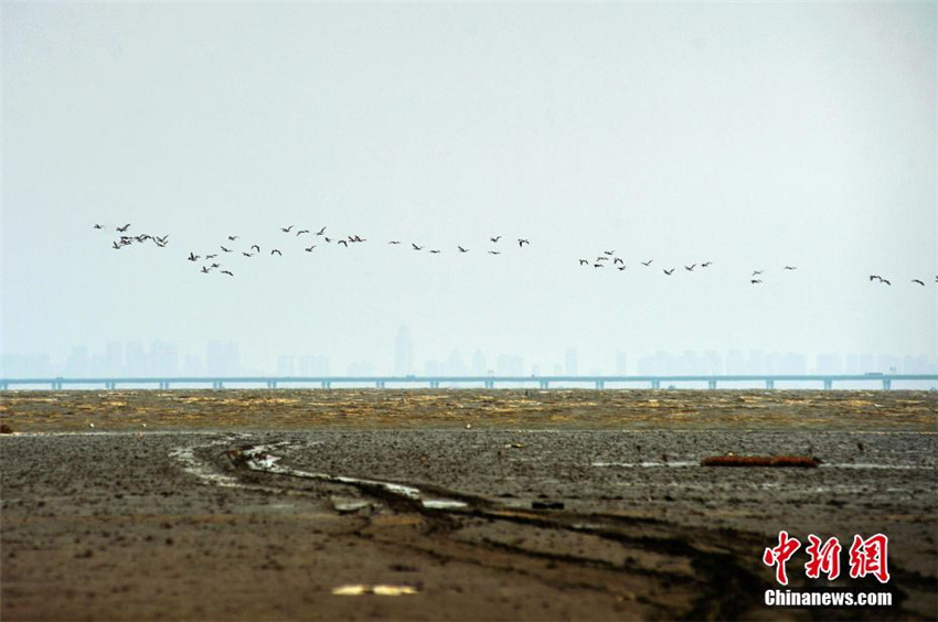 Spektakuläre Zugvögel über Jiaozhou-Bucht