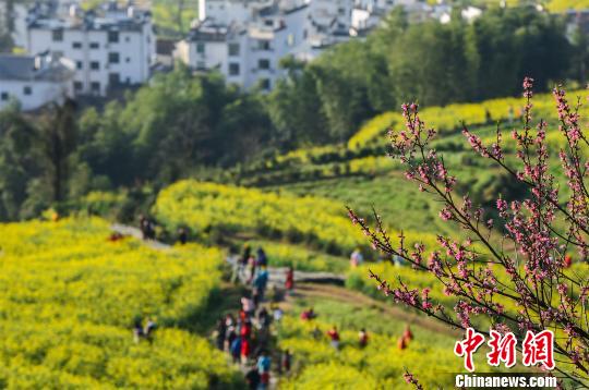 280.000 Touristen bewundern Rapsblüte in Wuyuan