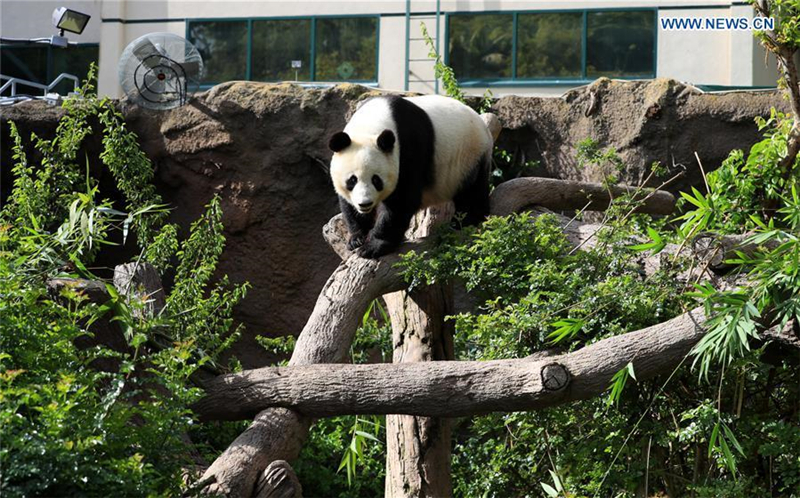 Zoo von San Diego veranstaltet Abschiedsparty für Große Pandas