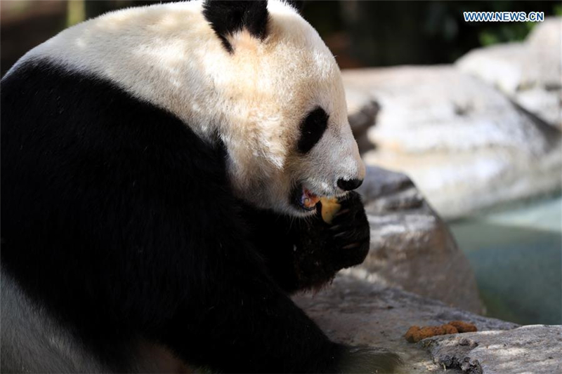 Zoo von San Diego veranstaltet Abschiedsparty für Große Pandas