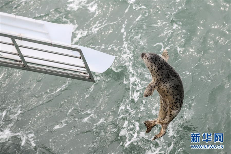 24 Largha-Robben ins Meer entlassen